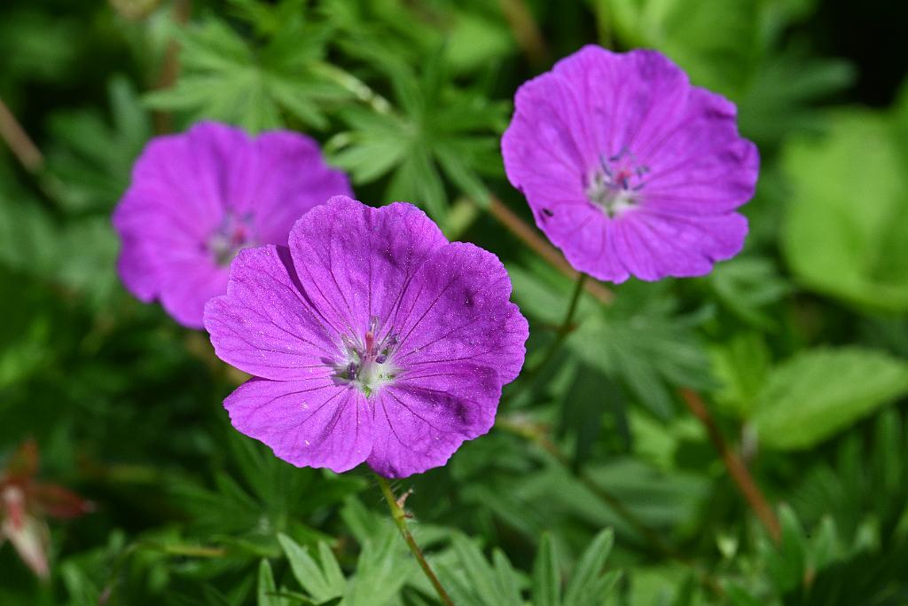 2025-06018834 Acton Arboretum, MA.JPG - Bloody Cranesbill (Geranium sanguineum). Acton Arboretum, MA, 6-1-2025